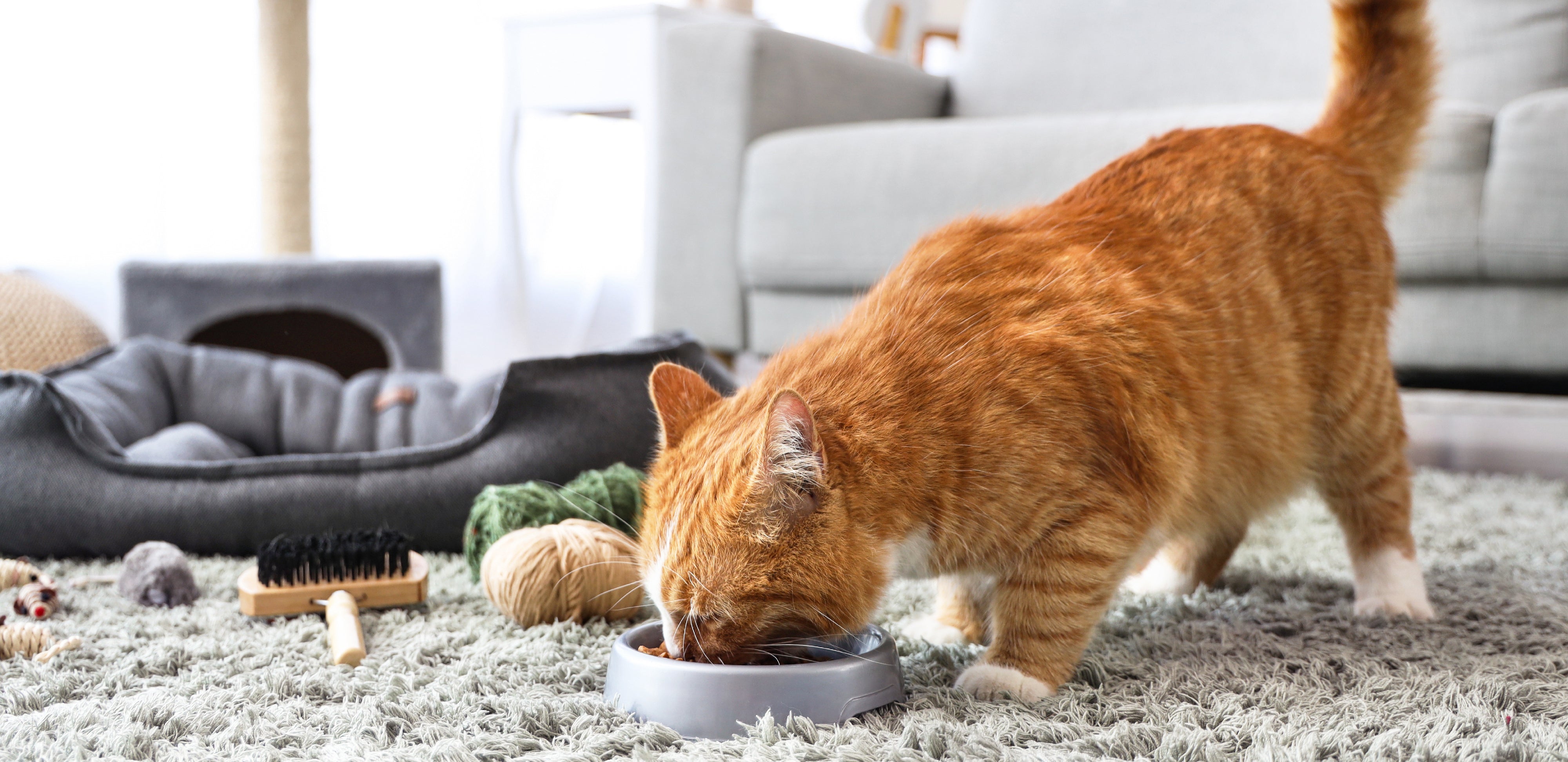 Winter Diet Tips for Cats