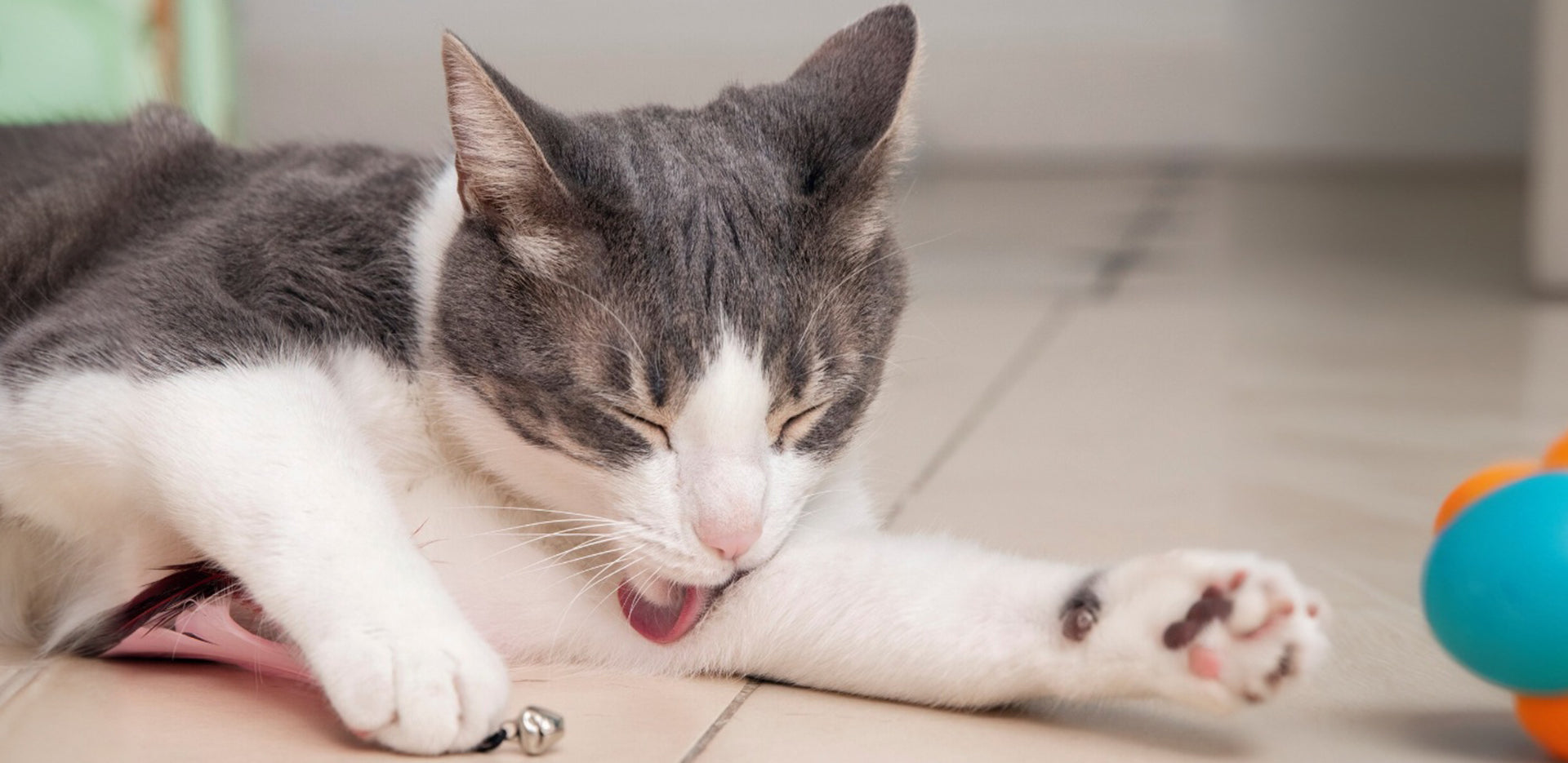 A cat is grooming itself