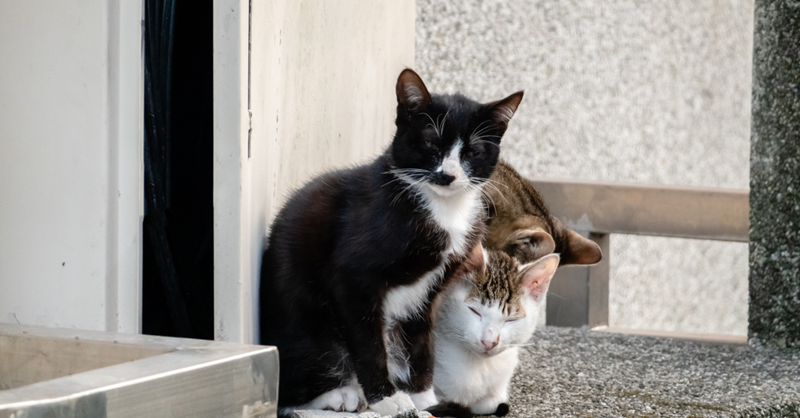 What to Do if I Find a Stray Cat: A Comprehensive Guide