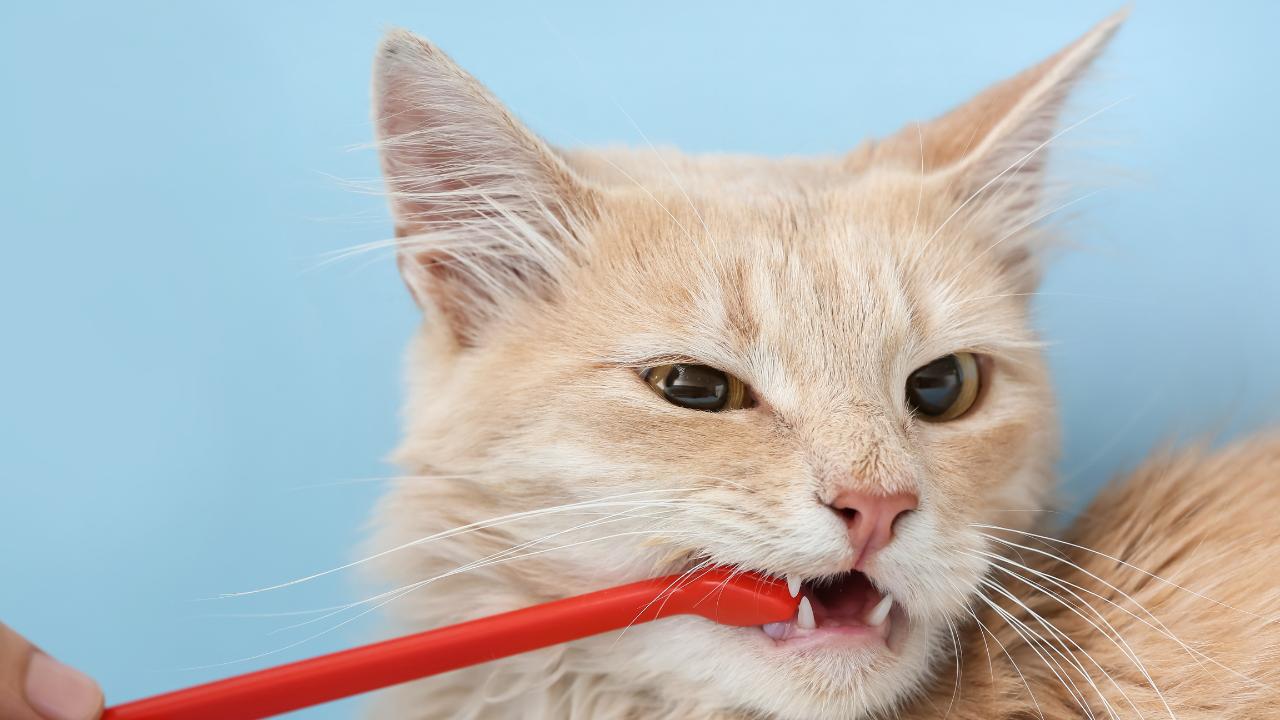 Guidelines for Healthy Cat Teeth and Overall Well-being