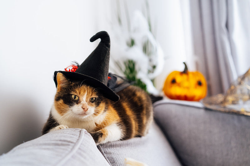Why Cat Is Associated With Halloween