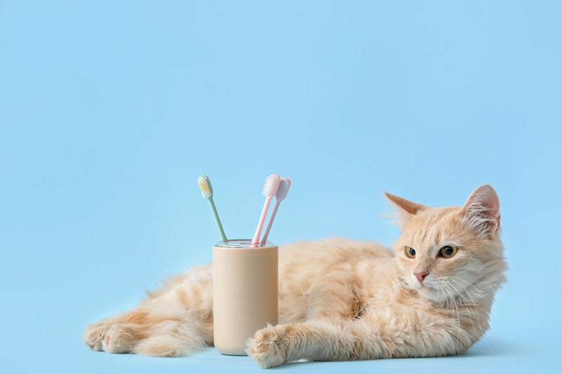 Dental Care for Cats: A Comprehensive Guide