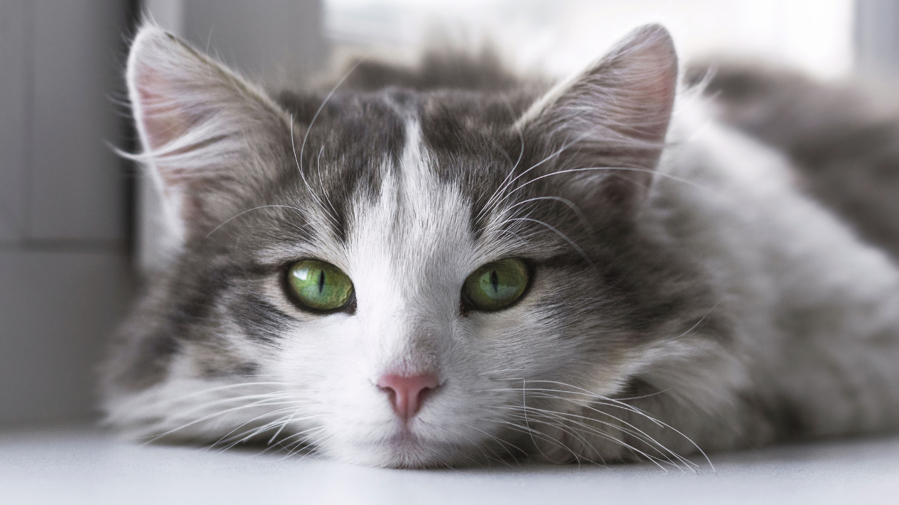 The Most Popular Cat Names for 2022