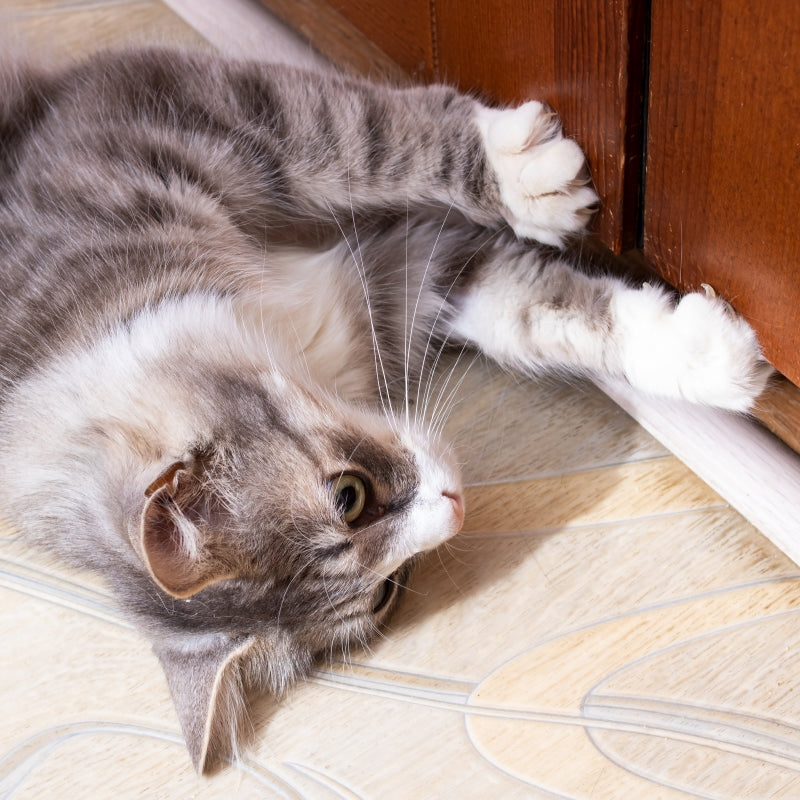Why Do Cats Hate Closed Doors? 9 Possible Reasons