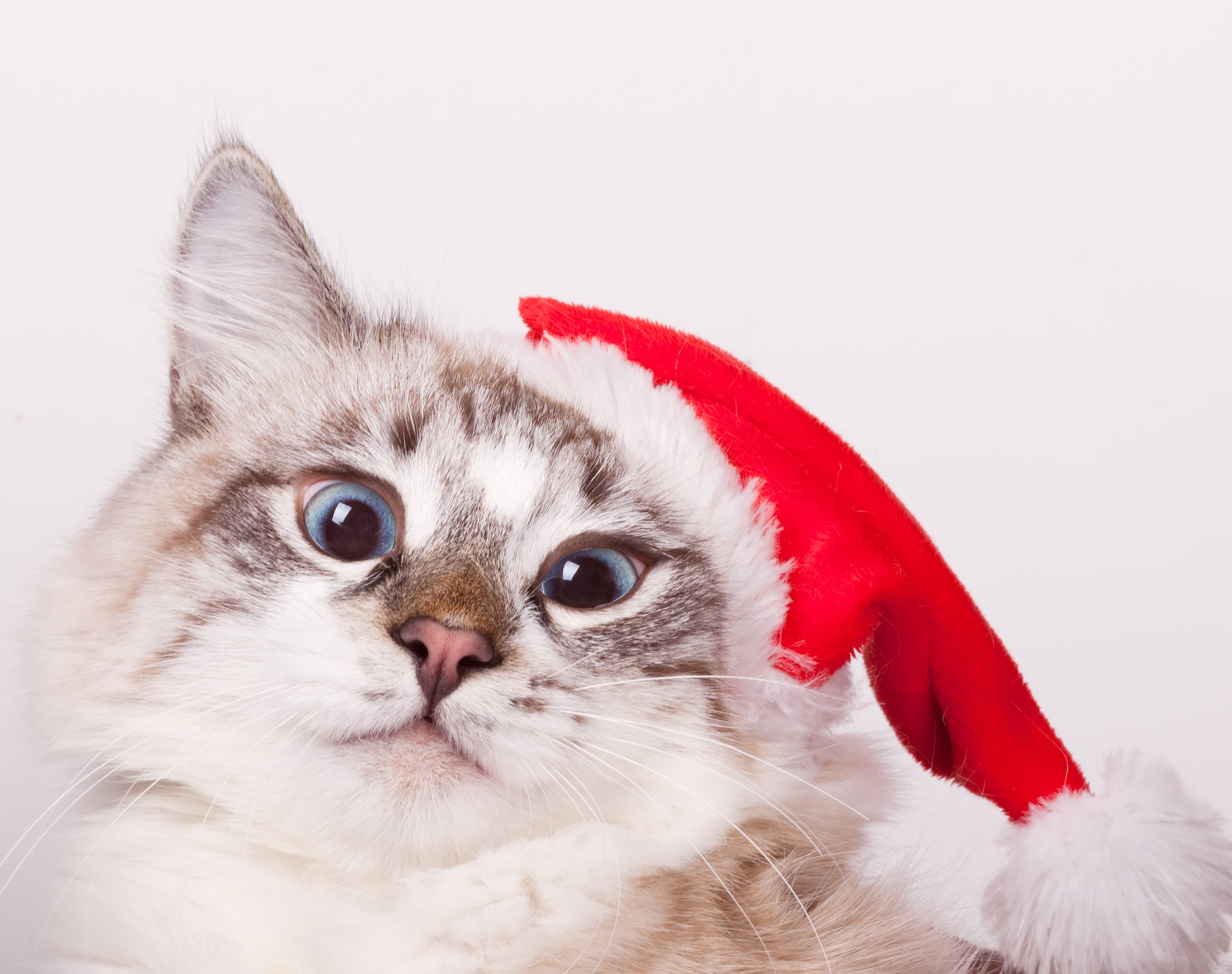 Pet Obesity Prevention: A Comprehensive Guide to Keeping Your Cat Heal ...