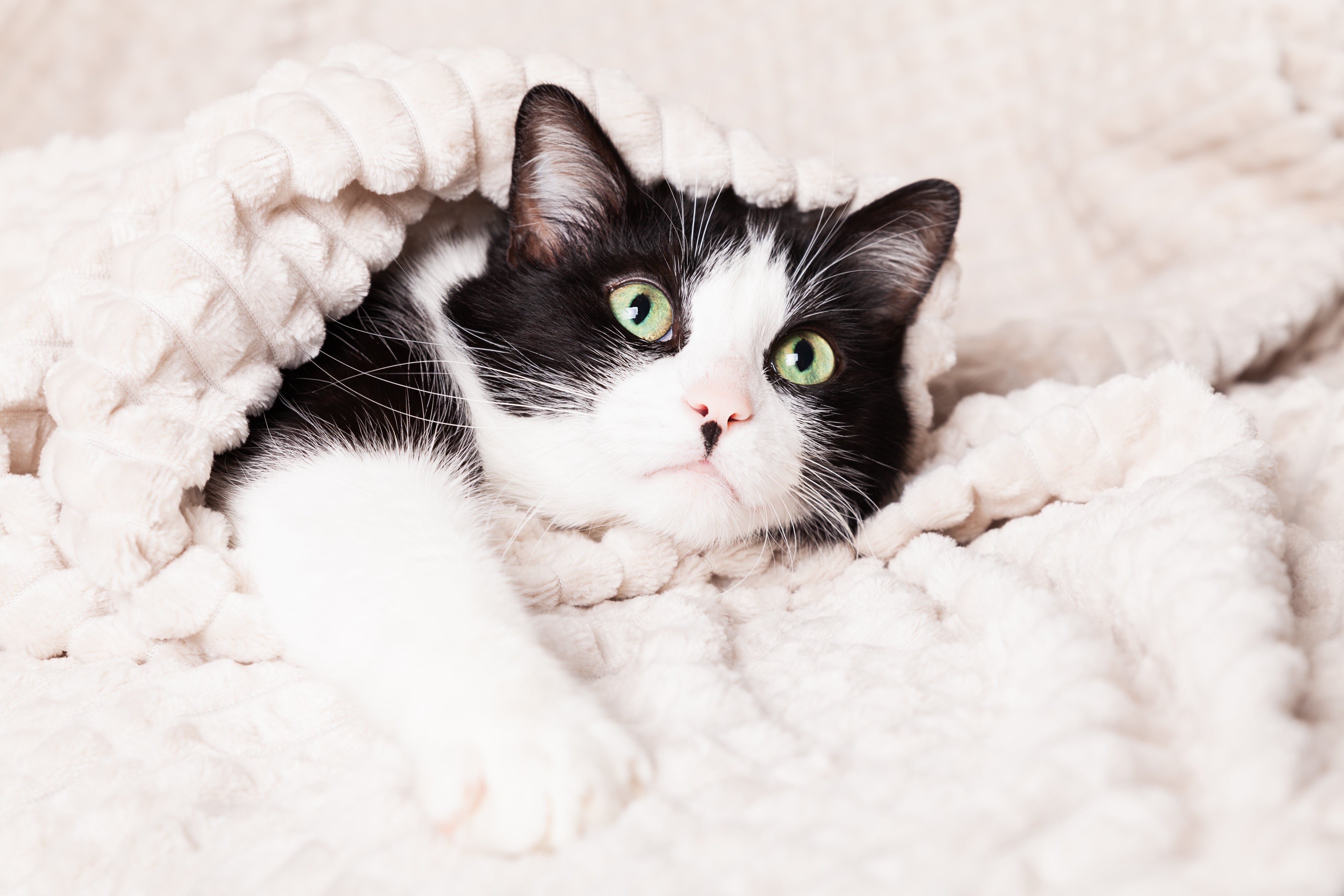 A Complete Guide About Cat Neutering