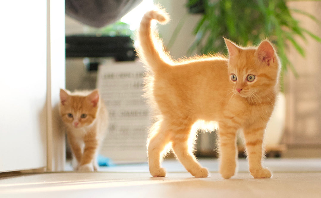 A Complete Guide To Raising A Kitten  