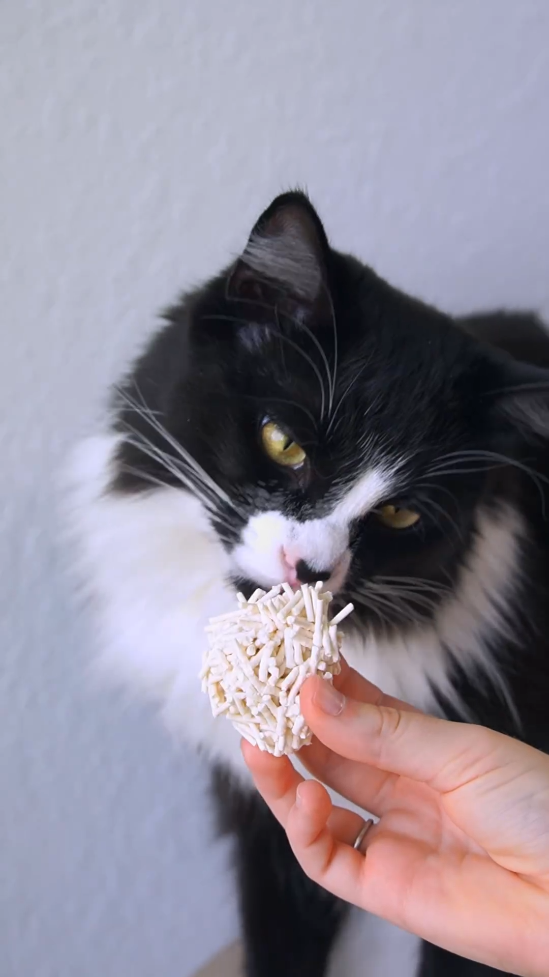 Is Tofu Cat Litter Edible for Cats? Discover the Truth About Safe and Eco-Friendly Cat Litter
