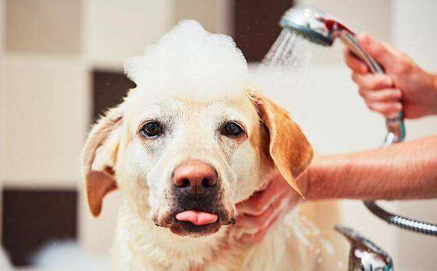 How to Get Your Dog Clean?