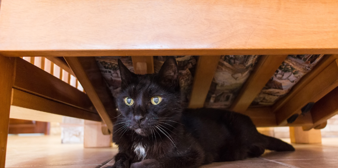 Cat Hiding Under Bed: Understanding Their Behavior