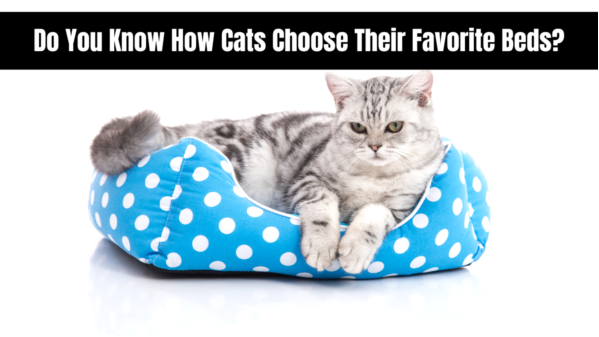 Do You Know How Cats Choose Their Favorite Beds?