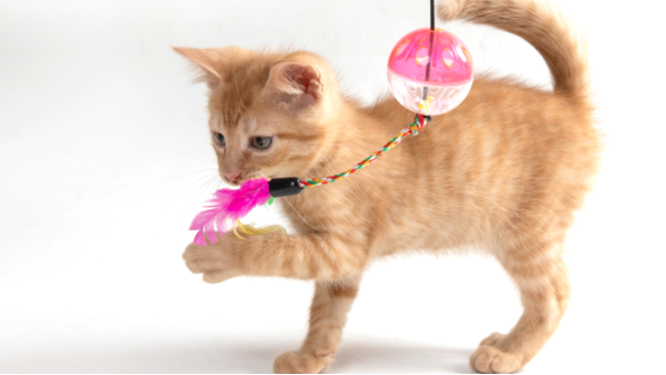 How to Choose the Right Toys Based on Your Personality? Create Tailored Fun for Your Feline Friend!