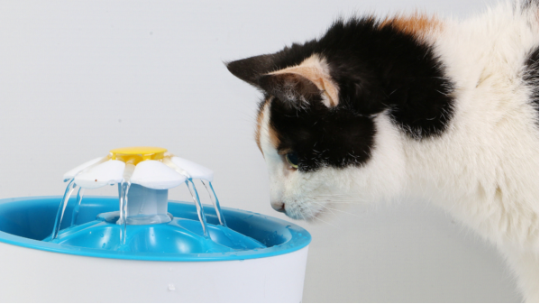 How Often Should You Clean Your Cat’s Water Fountain? Tips for Ensuring Healthy Hydration