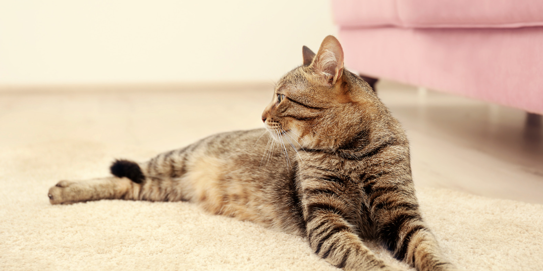 How to Stop Cats from Peeing on Carpet