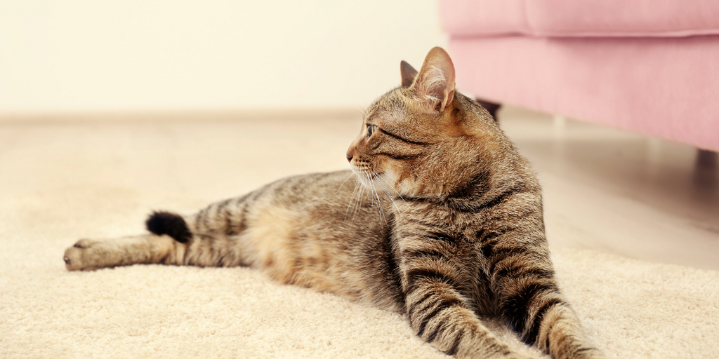 How to Stop Cats from Peeing on Carpet Happy & Polly