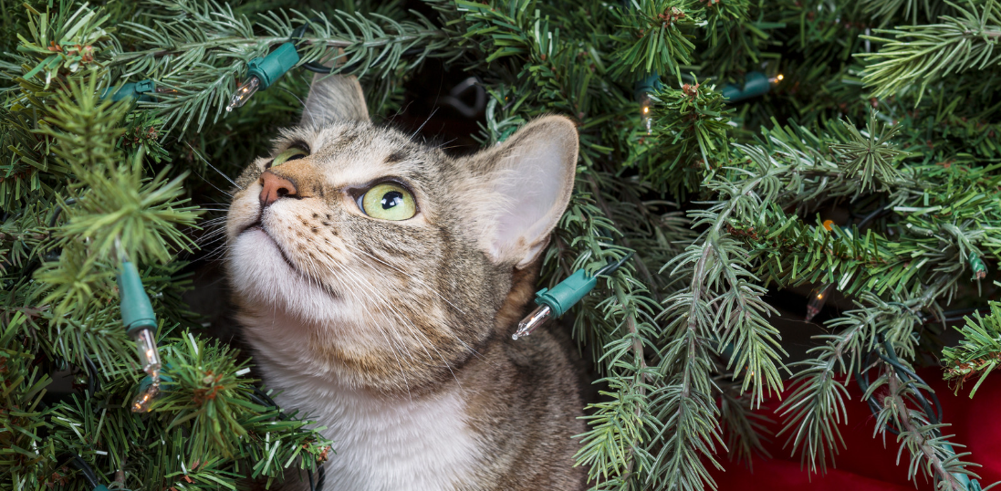 How to Keep Cats Off Christmas Tree