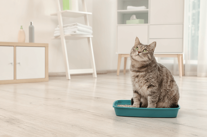 Understanding Cat Litter: A Must-Know for Cat Owners