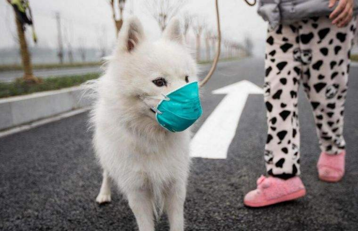 dog wearing mask