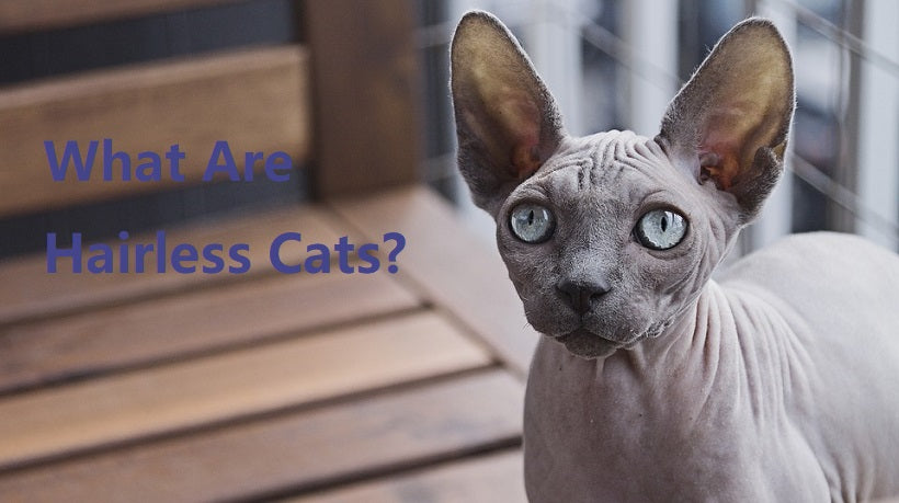 Hairless cats facts