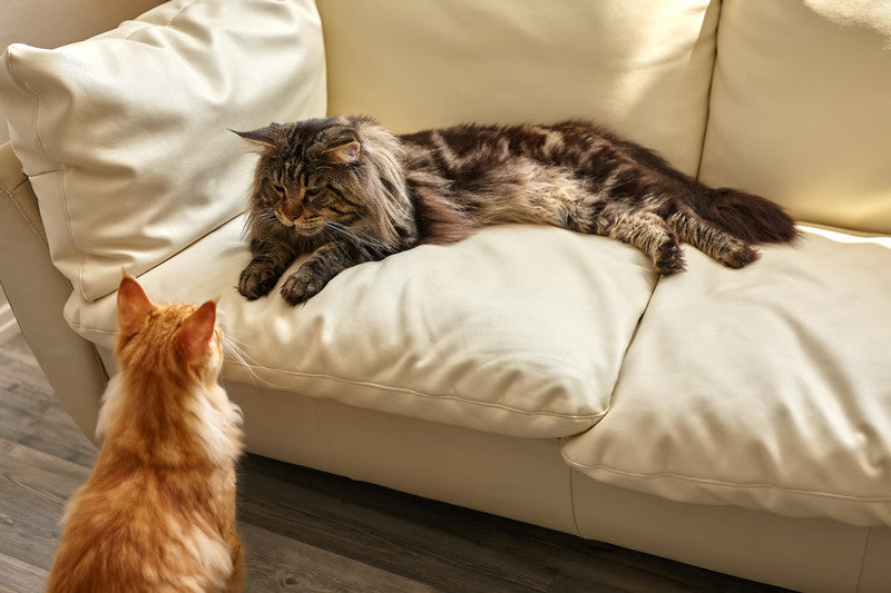 What You Can Do To Properly Introduce Your Older Cat To Your Brand New Kitten