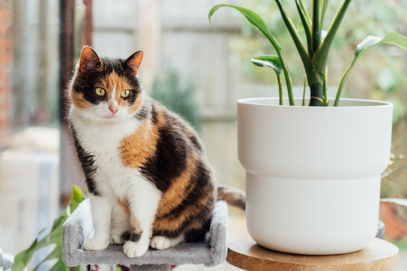 15 Cat-Friendly Houseplants to Decorate Your Home