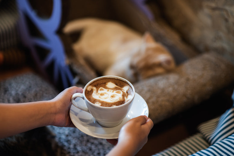 Different Cat Cafe Around the World