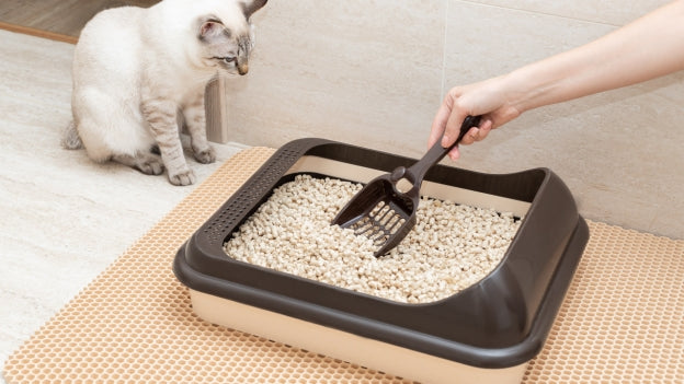 Not Every Cat is a Perfect Fit for Tofu Cat Litter