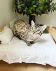 Adorable Wooden Cat Bed