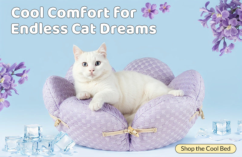 Must Have Cat Accessories: Essential Gear for Happy Cats