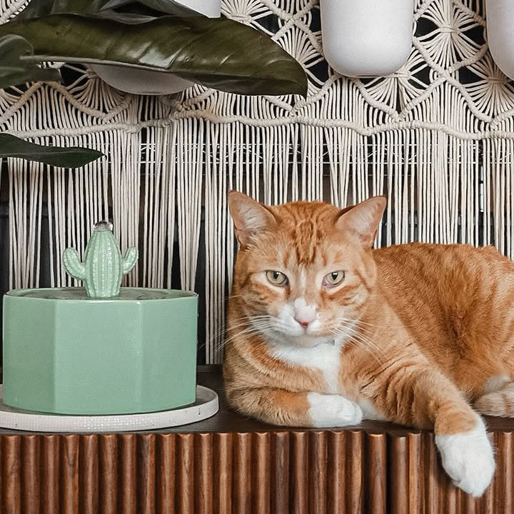 succulent cat water fountain Happy & Polly Cactus Style Ceramic Cat Water Fountain, 1.5-liter