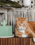 50oz/1.5L Cactus Style Cat Water Fountain