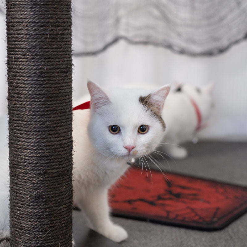 Devil Wing Collar for Cats and Humans