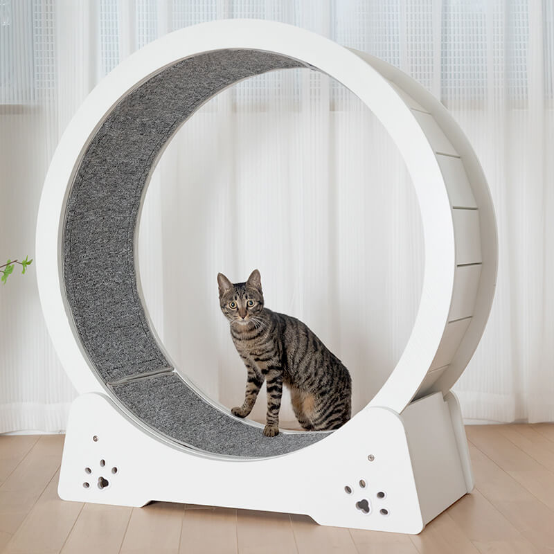 Elegance Globe Cat Wheel