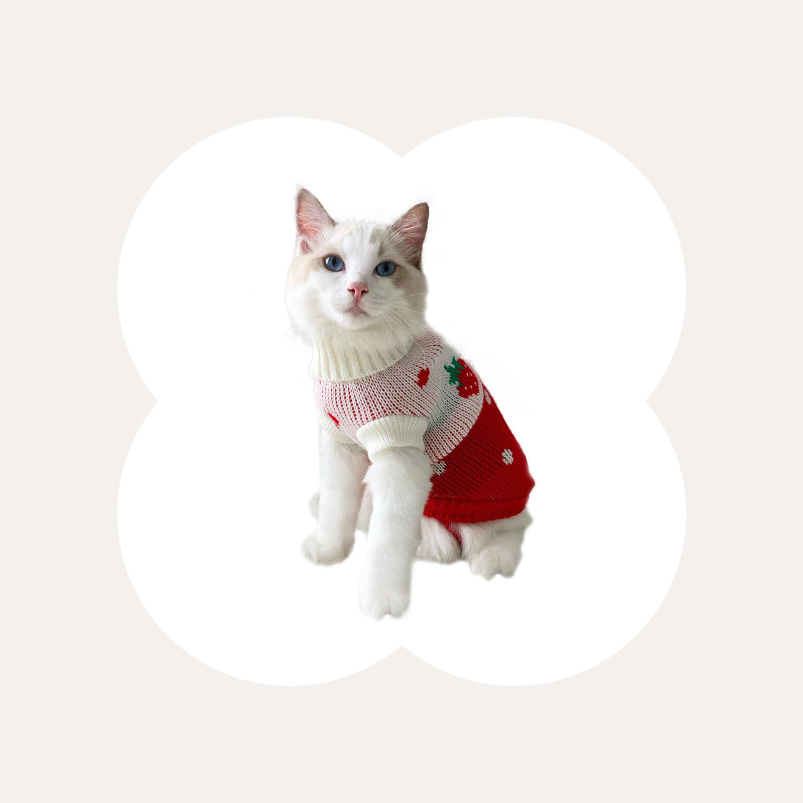 Cat clothes online best sale