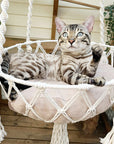 Cat sitting comfortably in a cat hammock