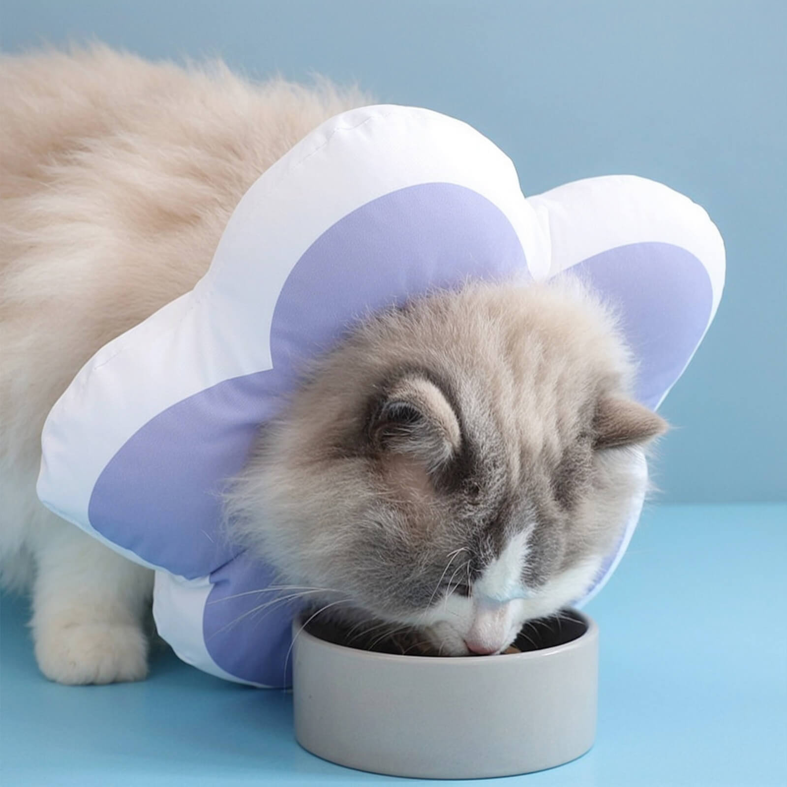 Protective Recovery Cone Cat Collar – Happy & Polly