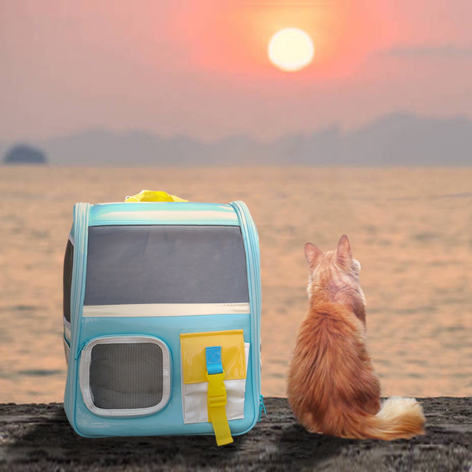 Watching the sunset with your cat