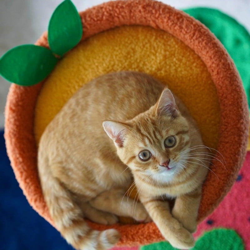 Fruit cat bed best sale