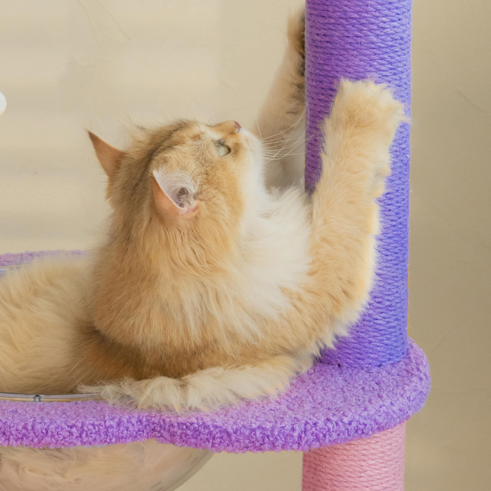 A cat scratching in the condo of the Moonlight Deluxe Cat Tree