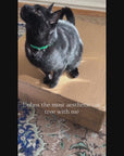 Transformable Cat Tree