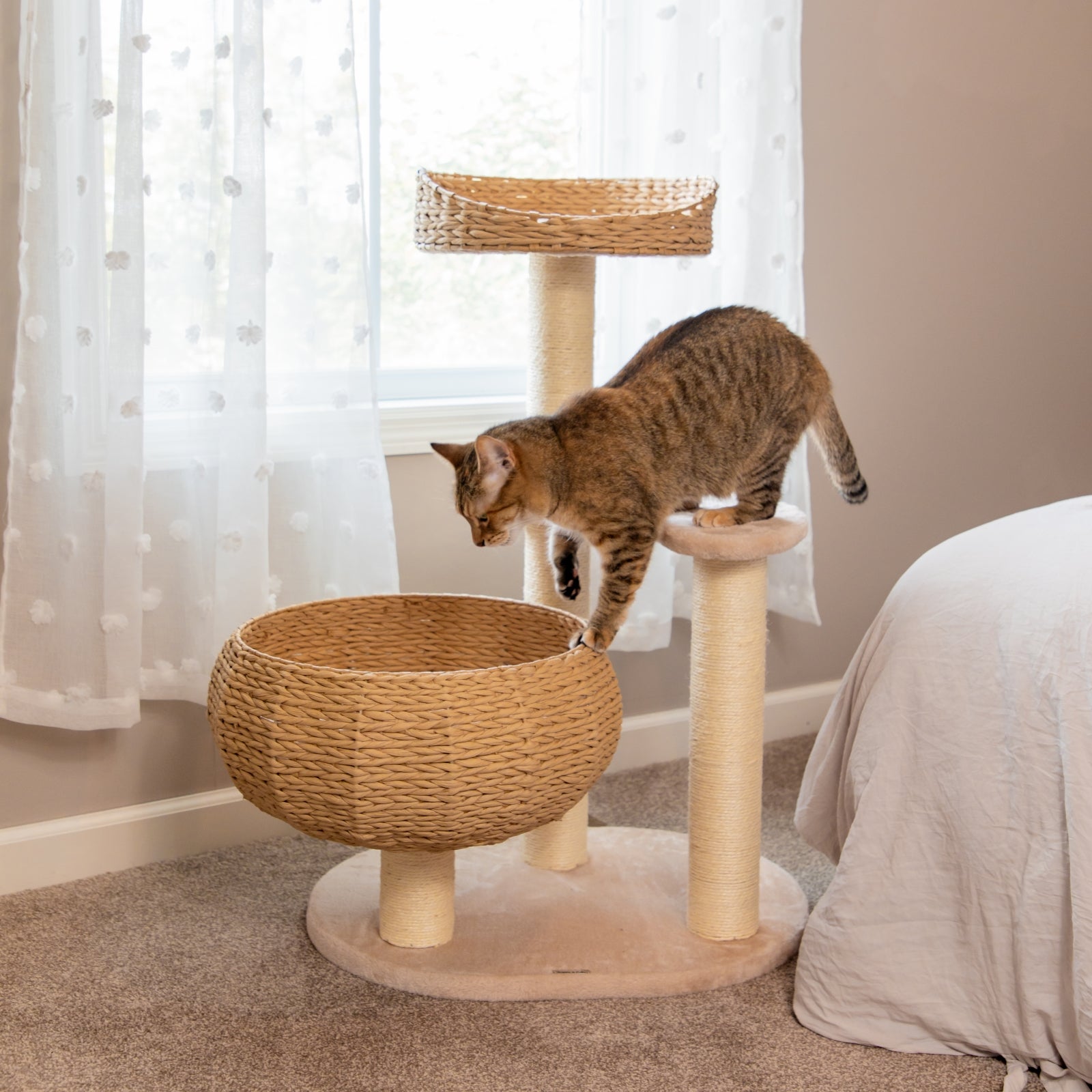 Sleeping in the Bowl Cat Tree