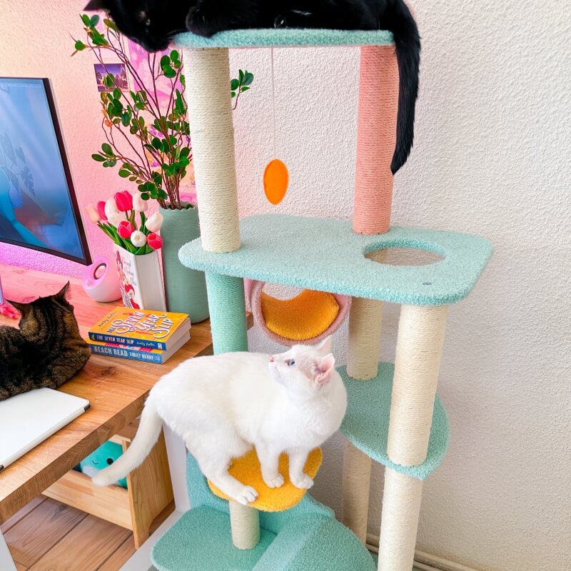 HP Most Popular Cat Tree