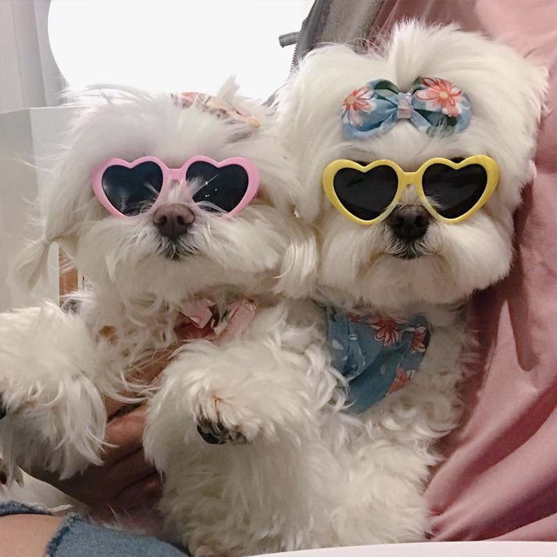 Pet Sunglasses