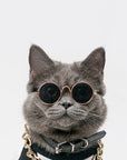 Super Cool Pet Glasses