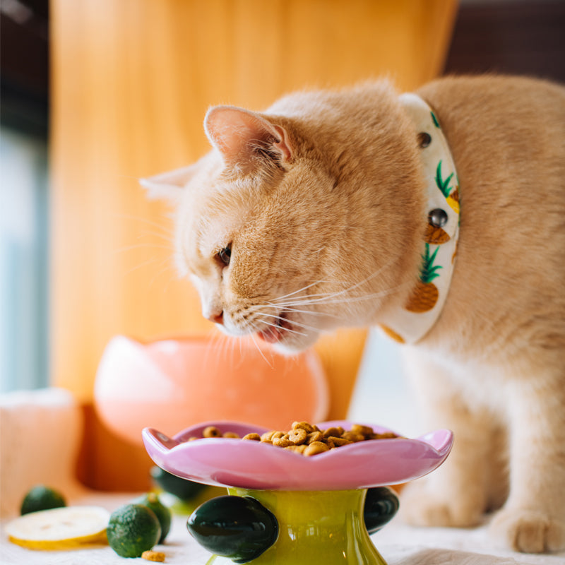 Cat food bowls best sale