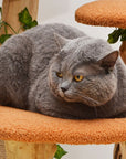 Cat lying on orange platform