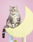 A 16-pound cat sitting on the top moon platform of the Starry Sky Cat Tree