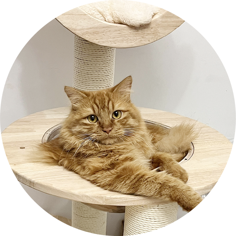 Building Block Cat Tree – Happy & Polly